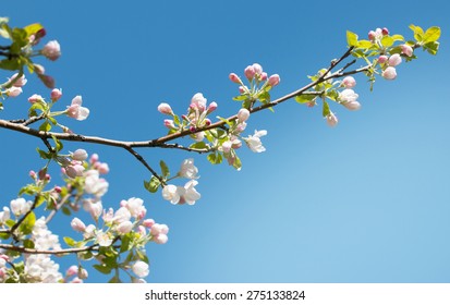 Apple Blossom On A Branch