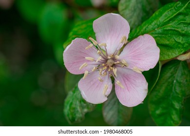 Apple Flourish Stock Photos Images Photography Shutterstock