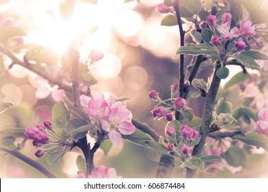 Apple blossom on an apple tree in a domestic garden with sun shining behind. Focus is on the foreground with the background out of focus.