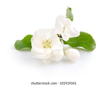 Apple Blossom On A White Background