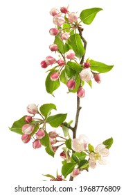 Apple Blossom On White Background, Isolated.