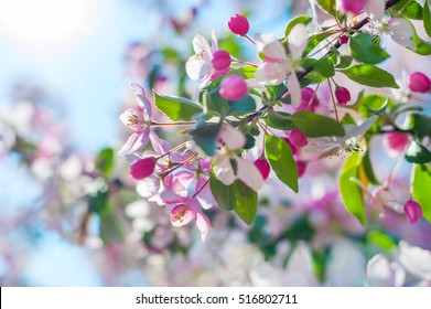 Apple blossom over nature background, beautiful spring flowers