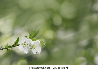 Apple blossom over nature blurred background, beautiful spring white flowers, empty space, delicate blooms on branch outdoors, soft focus, pale green colored monochrome photo, aesthetic minimal nature