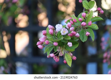 apple blossom in sunlight with fence in background