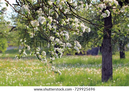 apple blossom, apple tree in garden