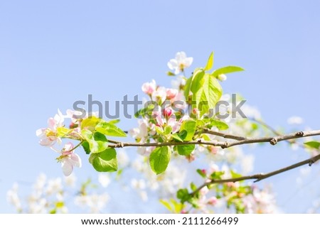 Apple blossoms against a soft blue sky. Spring flowering orchard, awakening of nature.