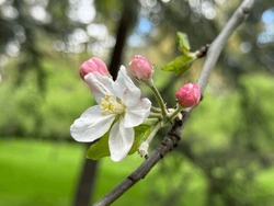 Apple Blossoms Appearing In Spring Time, Apple-tree Flowers, Blooming Apple-trees, Blooming Orchards.