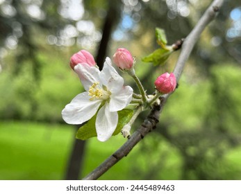 Apple blossoms appearing in spring time, Apple-tree flowers, Blooming apple-trees, Blooming orchards. - Powered by Shutterstock