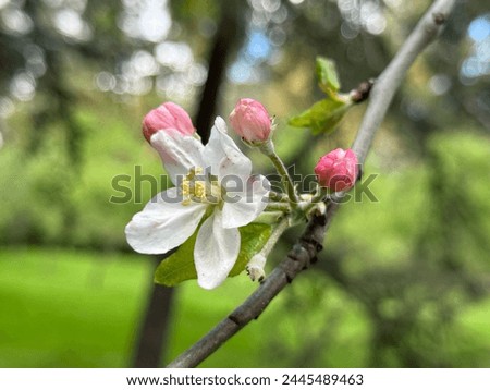 Apple blossoms appearing in spring time, Apple-tree flowers, Blooming apple-trees, Blooming orchards.