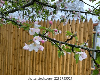 Apple blossoms, drenched with rain, bloom in late April in front of a wooden picket fence.
