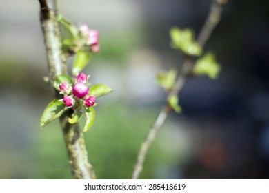 Apple Blossoms On Twig, Spring Awakening, Netherlands