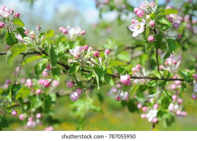 apple blossoms in the orchard, spring