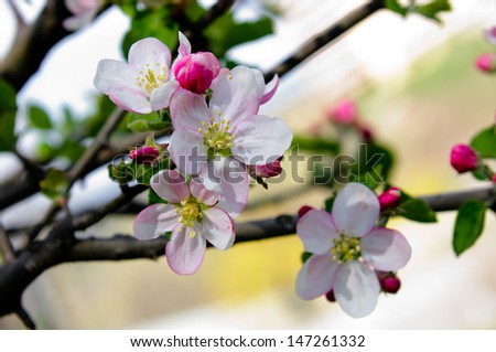 Similar – apple blossom Apple tree