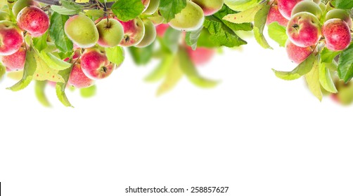 Apple Branch With Apples And Leaves, Banner For Website, Isolated On White Background