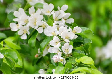 Apple branch with white flowers in spring