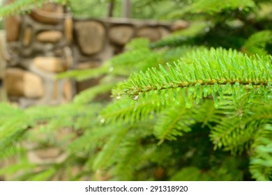 Apple, cherry and pine trees in the garden 