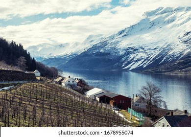 Apple Cider Farm In Sorfjorden, Norway