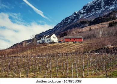 Apple Cider Farm In Sorfjorden, Norway