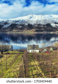 Apple Cider Farm In Sorfjorden, Norway