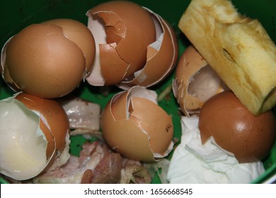 Apple core and egg shells compost food waste