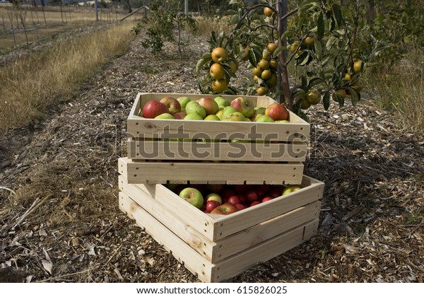 apple crate photography