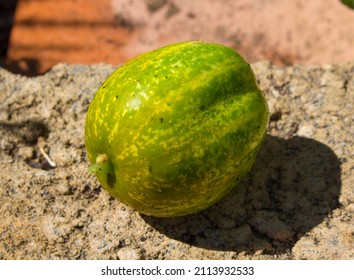 Apple Cucumbers Have White To Light Yellow-green Skin And White Flesh, Are Shorter And Have A More Rounded, Oval Shape Than The Common Cucumber Being Crisp Like An Apple And Have A Mild Sweet Flavour.