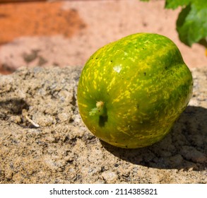 Apple Cucumbers Have White To Light Yellow-green Skin And White Flesh, Are Shorter And Have A More Rounded, Oval Shape Than The Common Cucumber Being Crisp Like An Apple And Have A Mild Sweet Flavour.