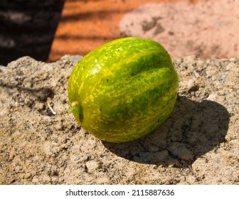 Apple Cucumbers Have White To Light Yellow-green Skin And White Flesh, Are Shorter And Have A More Rounded, Oval Shape Than The Common Cucumber Being Crisp Like An Apple And Have A Mild Sweet Flavour.