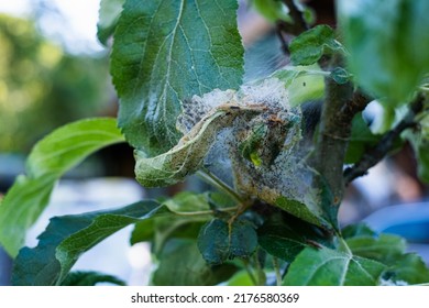 2,429 Caterpillar Web Tree Images, Stock Photos & Vectors | Shutterstock