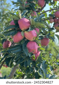 Apple fall from the tree Johnny Appleseed