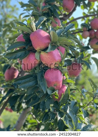 Apple fall from the tree Johnny Appleseed