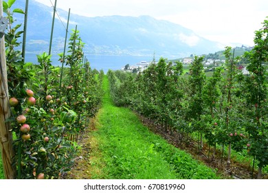 Apple Farm In Hardangerfjord, Norway.