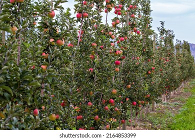 Apple Farm Kelowna Ripe Red Apples Stock Photo 2164853399 | Shutterstock