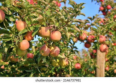 Apple Farm In Shepparton, Victoria, Australia