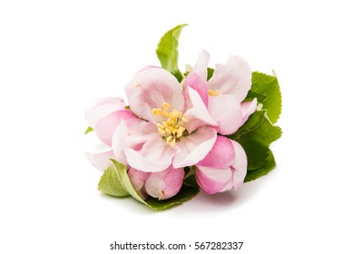 apple flower on a white background