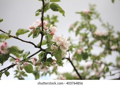 Apple Flower at Spring