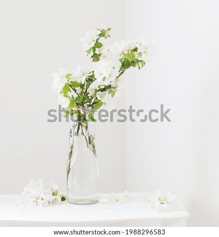 Similar – Cherry blossom branch with butterfly ornaments in glass jar