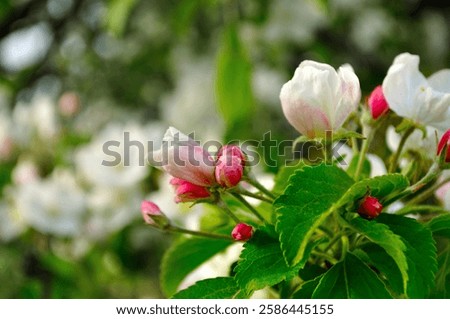 Similar – Image, Stock Photo Apple blossom buds under the blue sky