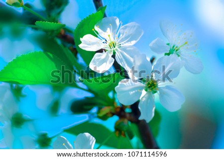 Similar – Blütenbirnenbaum mit weißen Blüten