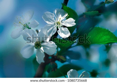 Similar – Blütenbirnenbaum mit weißen Blüten