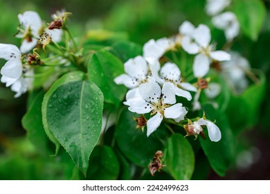 apple flowers in water drops, green leaves in the field of sharpness, shallow depth of field. selective focus on fruit tree flowers in spring