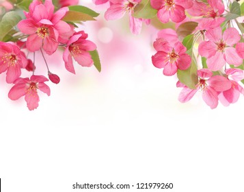 Apple Flowers,Spring Blossom On White With Copy Space.