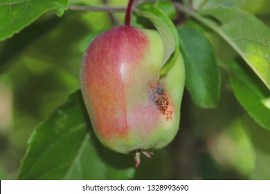 Apple Fruit Damaged By Codling Moth Cydia Pomonella