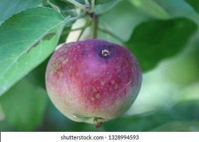 Apple Fruit Damaged By Codling Moth Cydia Pomonella