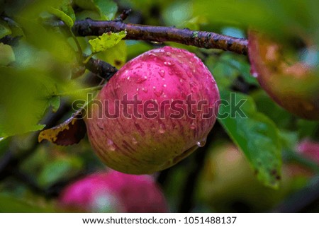 Similar – Äpfel grün rot Apfel 2