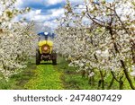 Apple fruit tree spraying with a tractor and agricultural machinery in summer.Blossoming trees in spring in rural scenery with deep blue sky.Spraying orchard to protect against disease and insects.