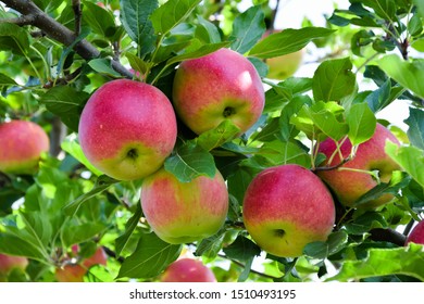 Apple fruits garden on summer