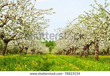 apple garden blossom