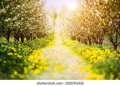 Apple Garden, Blossom On Tree, Spring Time