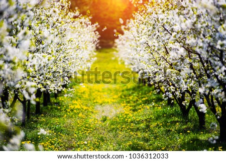 Apple garden, blossom on tree.  Flowering orchard in spring time. Seasonal background. Flowering orchard in spring time. Scenic image of trees in dramatic garden. Beauty of earth, Ukraine. 